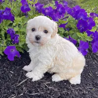 Darla, a female Havanese for sale in Berlin, OH – Photo 5 of 5