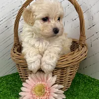 Darla, a female Havanese for sale in Berlin, OH – Photo 4 of 5