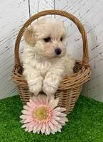 processed/9e1930ee-c261-43e6-9134-0edcfb3a4f69/listing/954baef6-8811-4340-8d0b-0f612072eff0/c48a0ea9-c837-4731-ae9a-b417930ff795