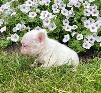 Crystal pink, a female French Bulldog for sale in Berlin, OH – 4 of 5