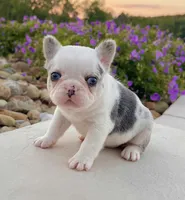 Bullet, a male French Bulldog for sale in Berlin, OH – 3 of 6