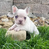 Britney, a female French Bulldog for sale in Berlin, OH – 3 of 5