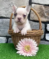 Britney, a female French Bulldog for sale in Berlin, OH – 4 of 5