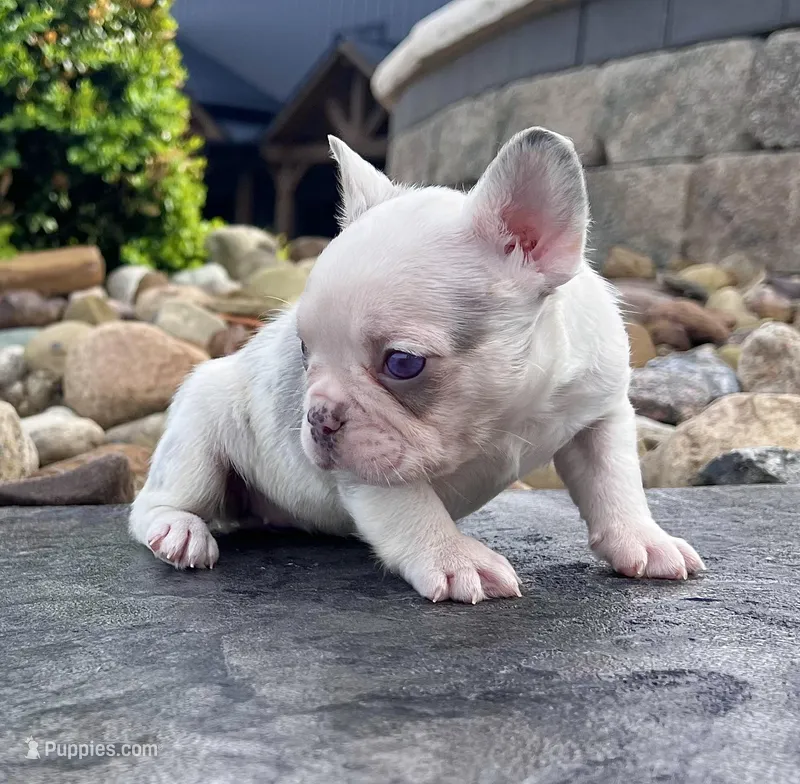 Britney – French Bulldog puppy for sale in Berlin, OH