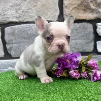 Britney, a female French Bulldog for sale in Berlin, OH – 2 of 5