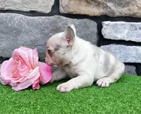 Britney, a female French Bulldog for sale in Berlin, OH – 5 of 5