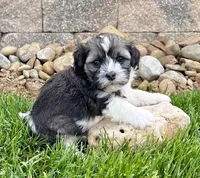 Nicki, a female Havanese for sale in Berlin, OH – 2 of 6