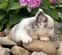 Dakota, a male French Bulldog for sale in Berlin, OH – 2 of 4
