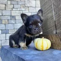 Hank, a male French Bulldog for sale in Berlin, OH – Photo 3 of 4
