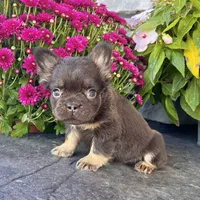 Hank, a male French Bulldog for sale in Berlin, OH – Photo 4 of 4