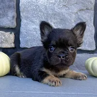 Hank, a male French Bulldog for sale in Berlin, OH – Photo 1 of 4