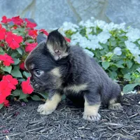 Hank, a male French Bulldog for sale in Berlin, OH – Photo 2 of 4