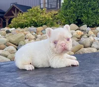 Ace Pink, a male French Bulldog for sale in Berlin, OH – 4 of 6