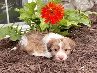 Gizmo , a male Havanese for sale in Berlin, OH – 4 of 6