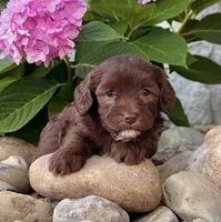 Timmy, a male Havapoo for sale in Berlin, OH – 3 of 7