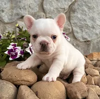 Dakota, a male French Bulldog for sale in Berlin, OH – 5 of 7