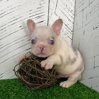 Buster, a male French Bulldog for sale in Berlin, OH – Photo 3 of 6