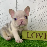 Buster, a male French Bulldog for sale in Berlin, OH – Photo 1 of 6