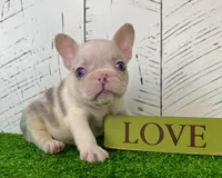 Buster, a male French Bulldog for sale in Berlin, OH – Photo 1 of 6