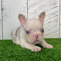 Buster, a male French Bulldog for sale in Berlin, OH – Photo 5 of 6