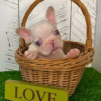 Buster, a male French Bulldog for sale in Berlin, OH – Photo 2 of 6