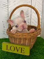 Buster, a male French Bulldog for sale in Berlin, OH – Photo 2 of 6