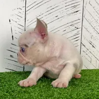 Buster, a male French Bulldog for sale in Berlin, OH – Photo 4 of 6