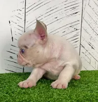 Buster, a male French Bulldog for sale in Berlin, OH – Photo 4 of 6