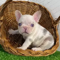 Buster, a male French Bulldog for sale in Berlin, OH – Photo 6 of 6