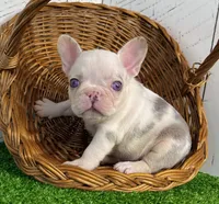 Buster, a male French Bulldog for sale in Berlin, OH – Photo 6 of 6