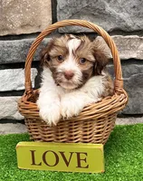 Gizmo , a male Havanese for sale in Berlin, OH – 2 of 6