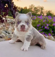 Master, a male French Bulldog for sale in Berlin, OH – 1 of 6