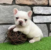 Dakota, a male French Bulldog for sale in Berlin, OH – 3 of 7