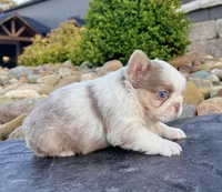Mercedes , a female French Bulldog for sale in Berlin, OH – 6 of 6