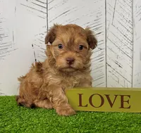 Foxy, a male Havanese for sale in Berlin, OH – Photo 4 of 8