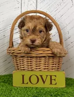 Foxy, a male Havanese for sale in Berlin, OH – Photo 3 of 8