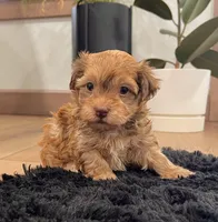 Foxy, a male Havanese for sale in Berlin, OH – Photo 2 of 8