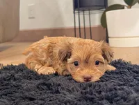 Foxy, a male Havanese for sale in Berlin, OH – Photo 6 of 8