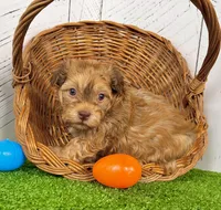 Foxy, a male Havanese for sale in Berlin, OH – Photo 8 of 8