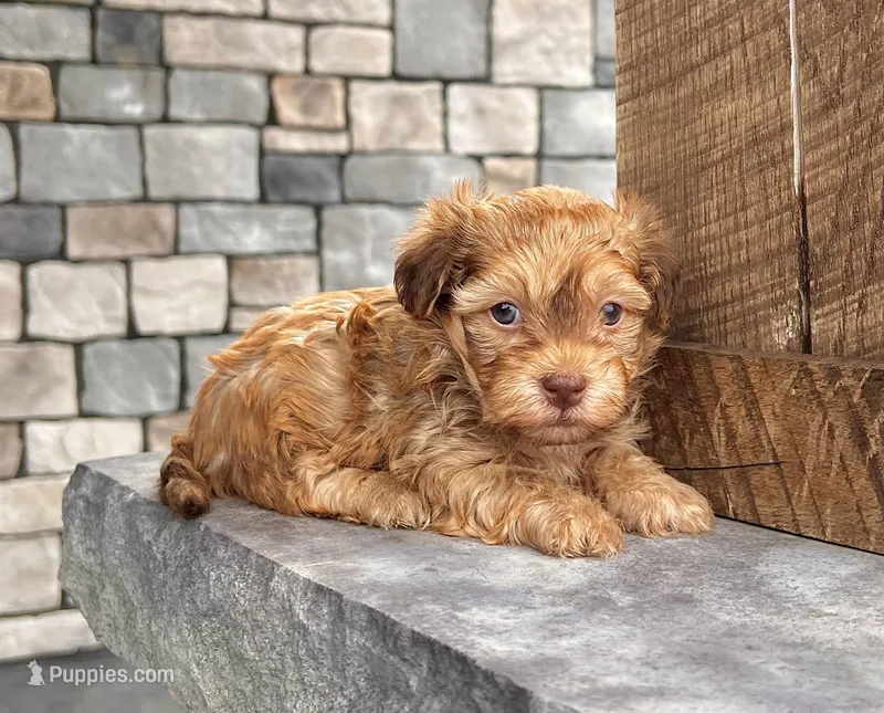 Foxy – Havanese puppy for sale in Berlin, OH