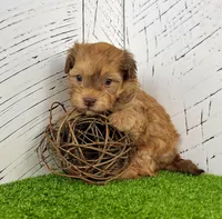 Foxy, a male Havanese for sale in Berlin, OH – Photo 5 of 8
