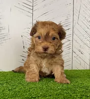 Foxy, a male Havanese for sale in Berlin, OH – Photo 7 of 8