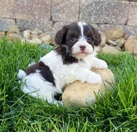 Mindy , a female Havapoo for sale in Berlin, OH – Photo 1 of 4