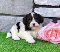 Mindy , a female Havapoo for sale in Berlin, OH – Photo 3 of 4
