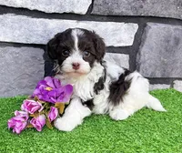 Mindy , a female Havapoo for sale in Berlin, OH – Photo 2 of 4