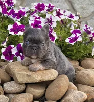 Allie, a female French Bulldog for sale in Berlin, OH – 5 of 5