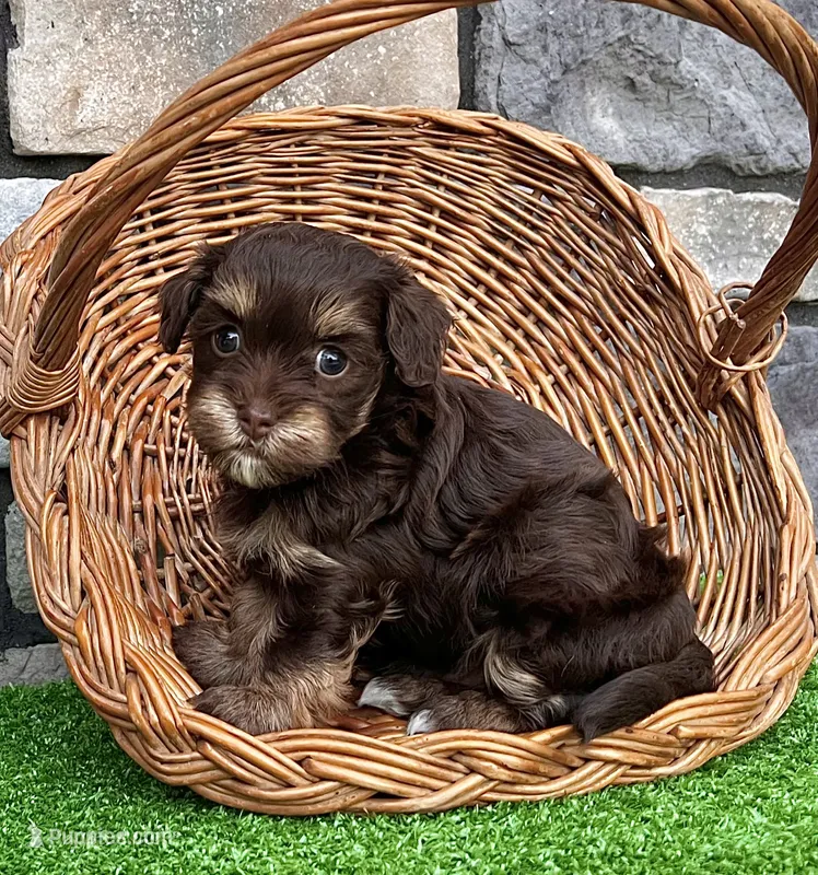 Tito – Havapoo puppy for sale in Berlin, OH