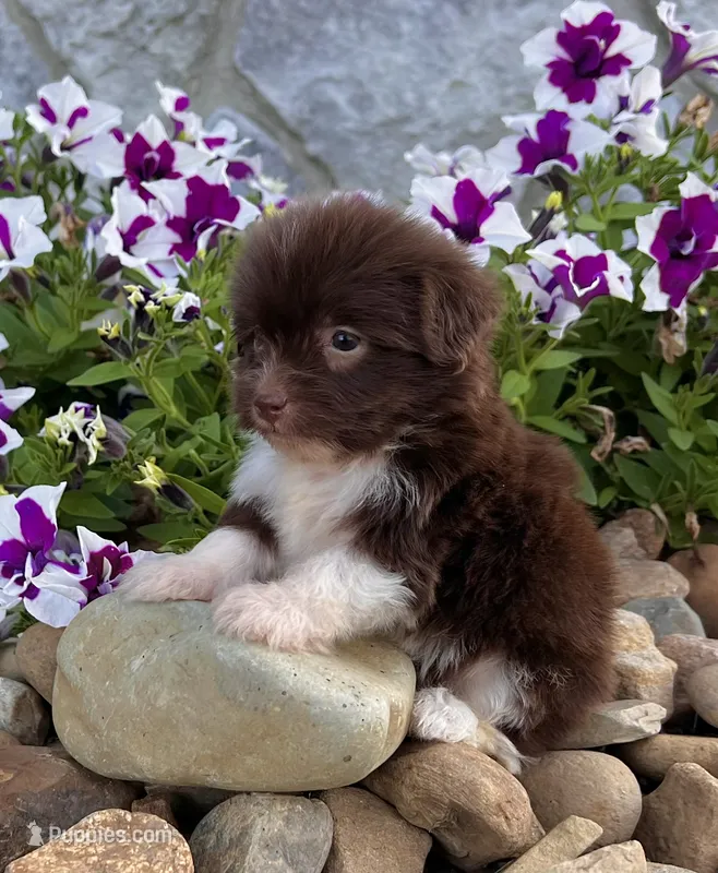 Abel – Havanese puppy for sale in Berlin, OH