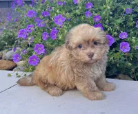 Oscar , a male Havanese for sale in Berlin, OH – 2 of 7