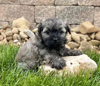 Nick, a male Havanese for sale in Berlin, OH – 3 of 5